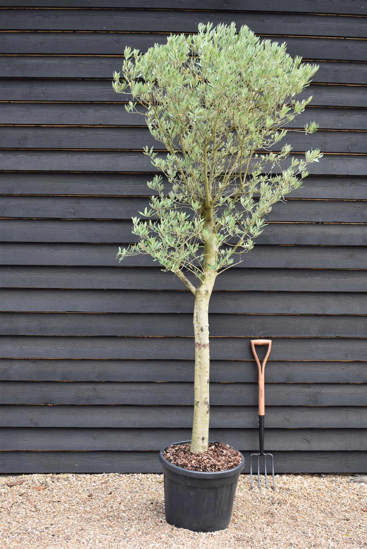 Olive Tree | Olea Europea 1/2 Std - 200-220cm, 50lt