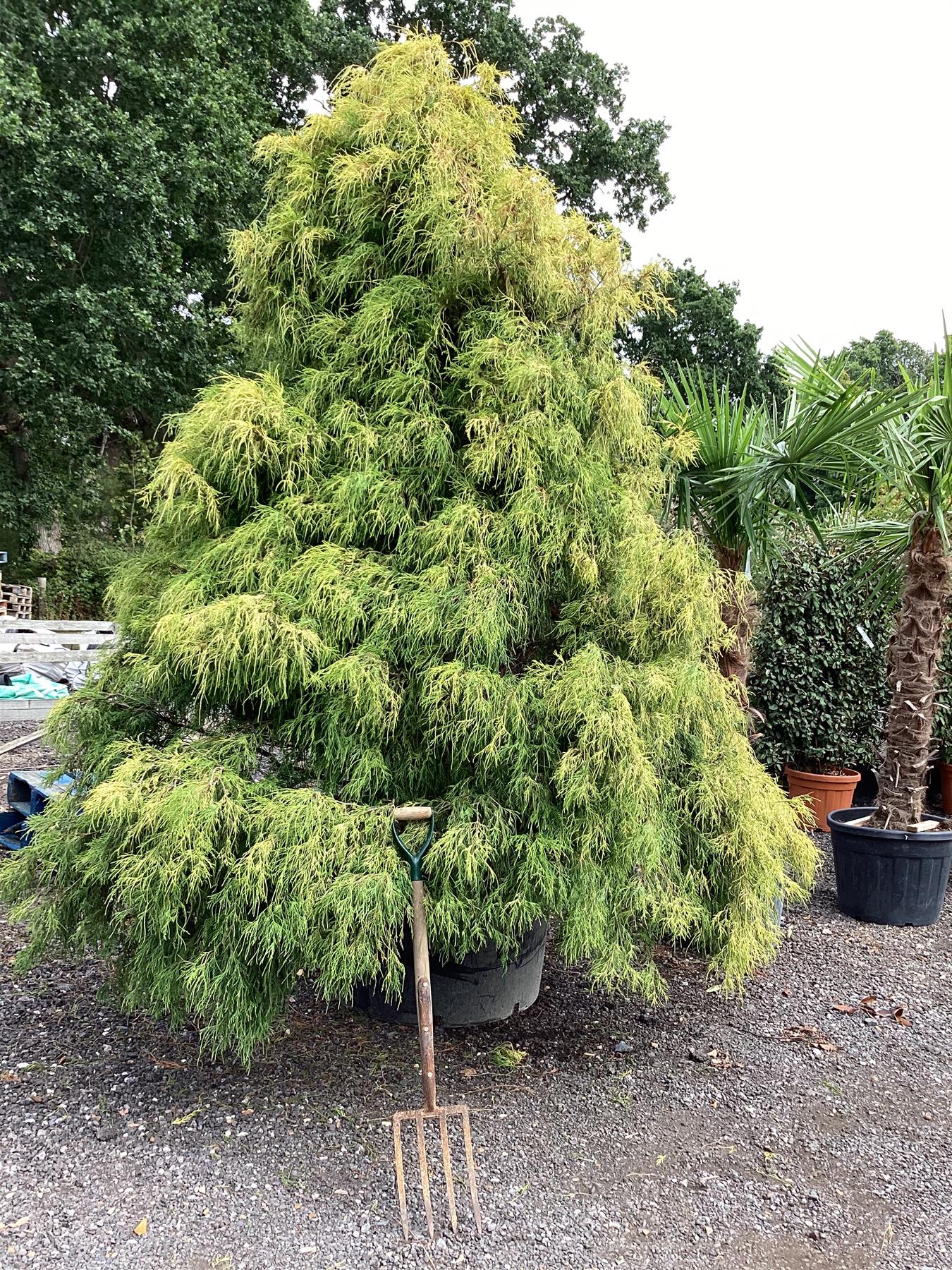 Chamaecyparis pisifera aurea | Sawara cypress 'Filifera Aurea' - 450lt