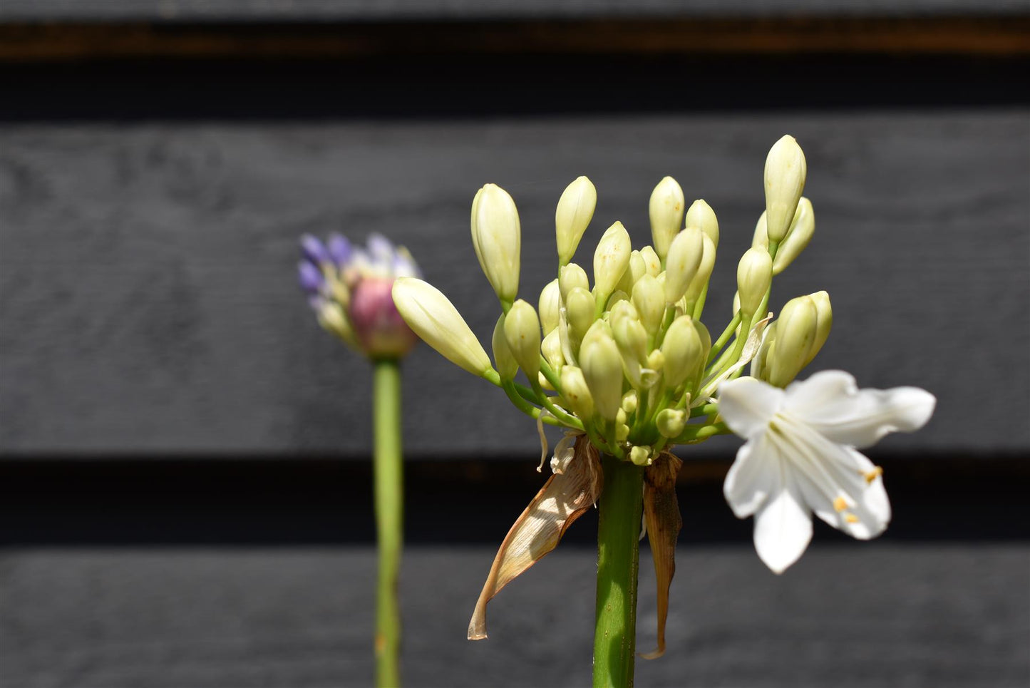 Agapanthus "Ever Couple" - White and Sapphire | African Lily  - 30-50cm - 6lt