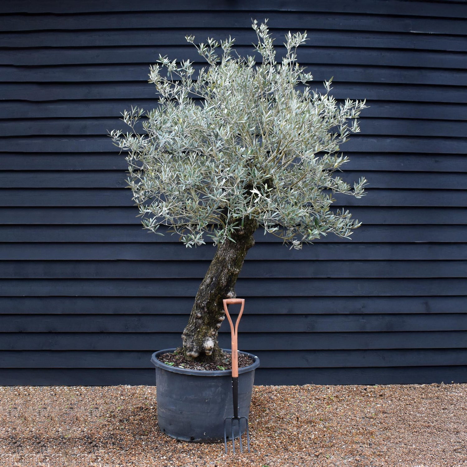 Olive Tree |  Olea Europea - Specimen - Leaning gnarly - Trunk height 110cm - Height 200-220cm - Girth 70cm -160lt