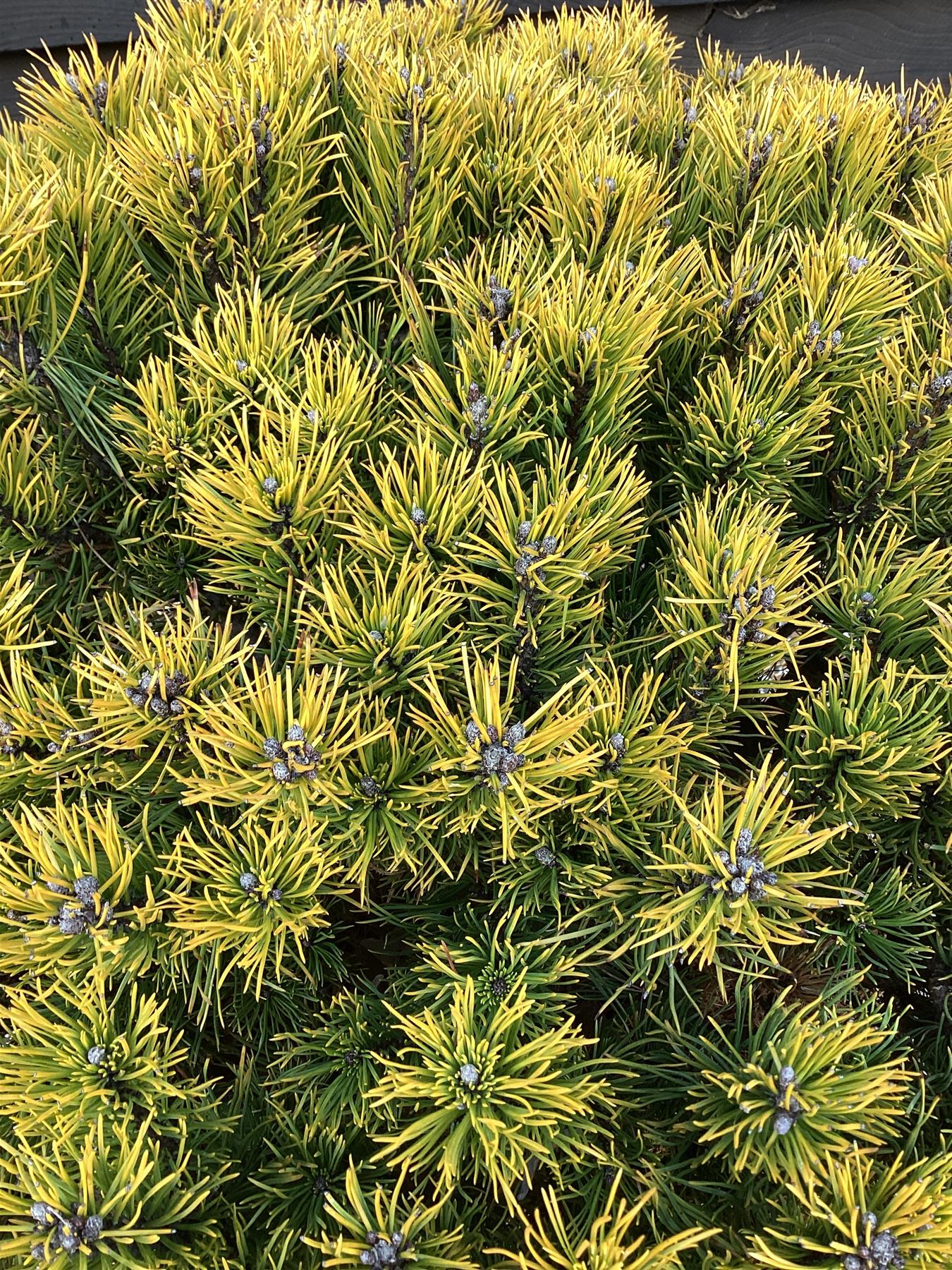 Pinus mugo 'Carsten's Wintergold' - Height 55cm - Width 100-110cm - 80lt