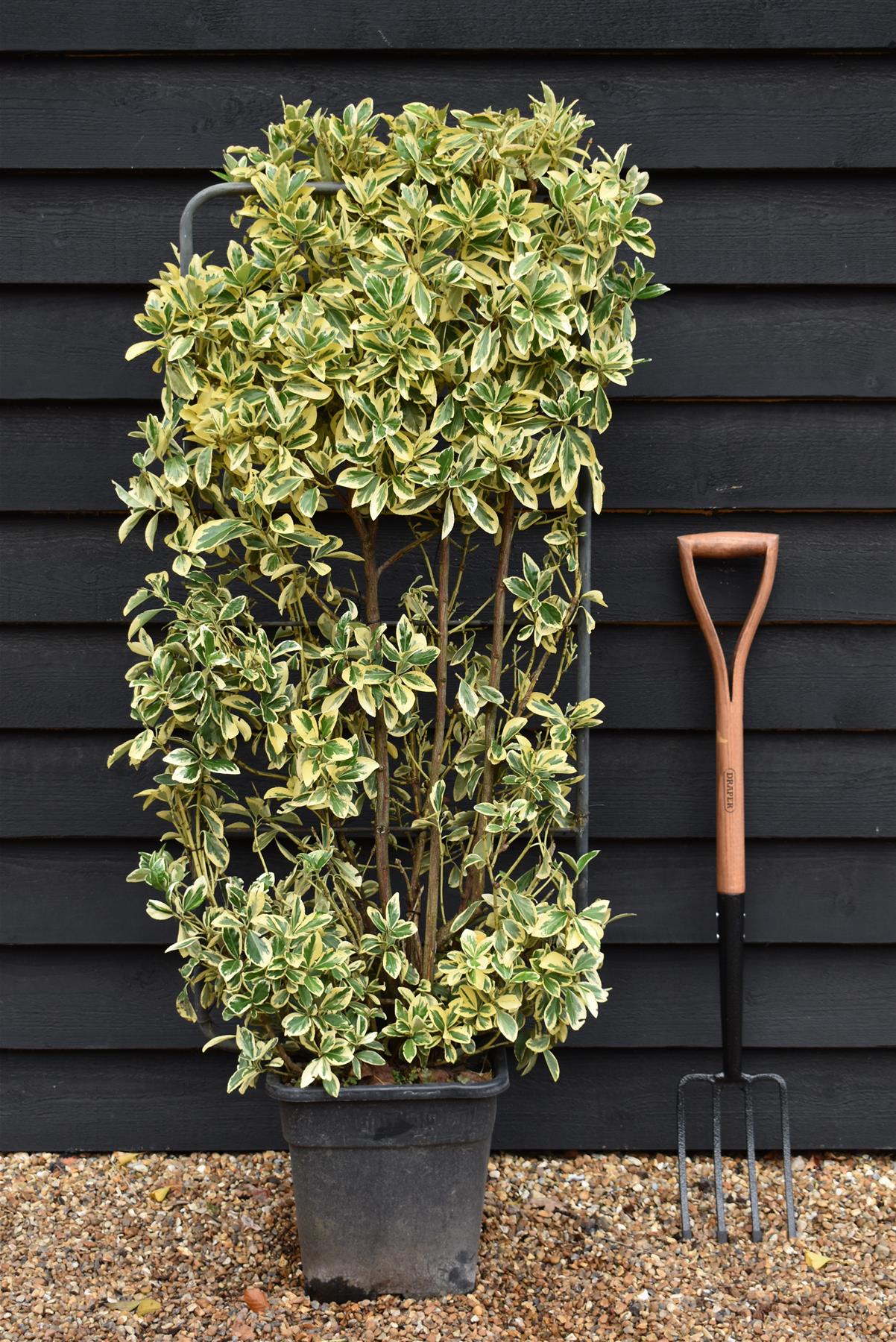 Euonymus japonicus 'Bravo' | Spindle 'Bravo' - Frame - 130-140cm, 20lt