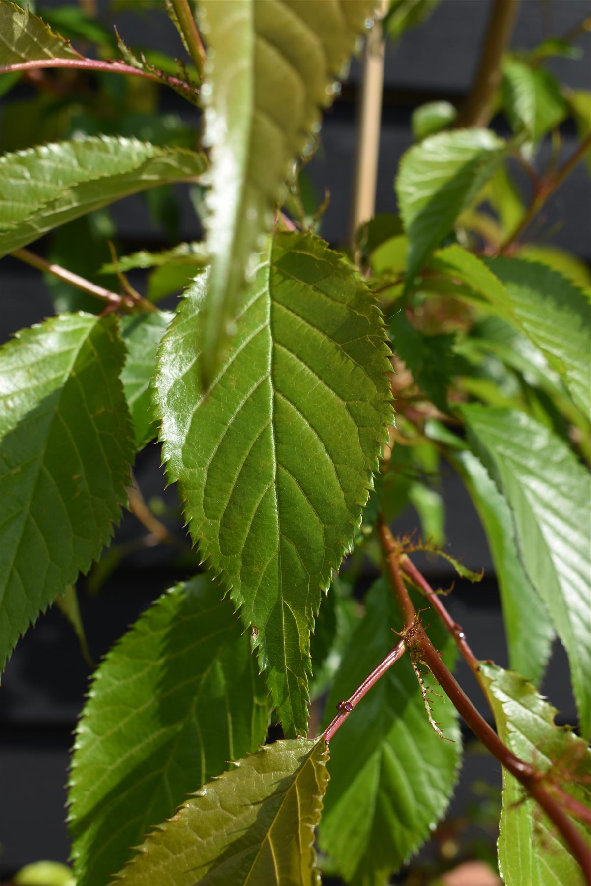 Prunus 'Kiku-shidare-zakura' | Weeping Oriental Cherry (150cm) - 10lt