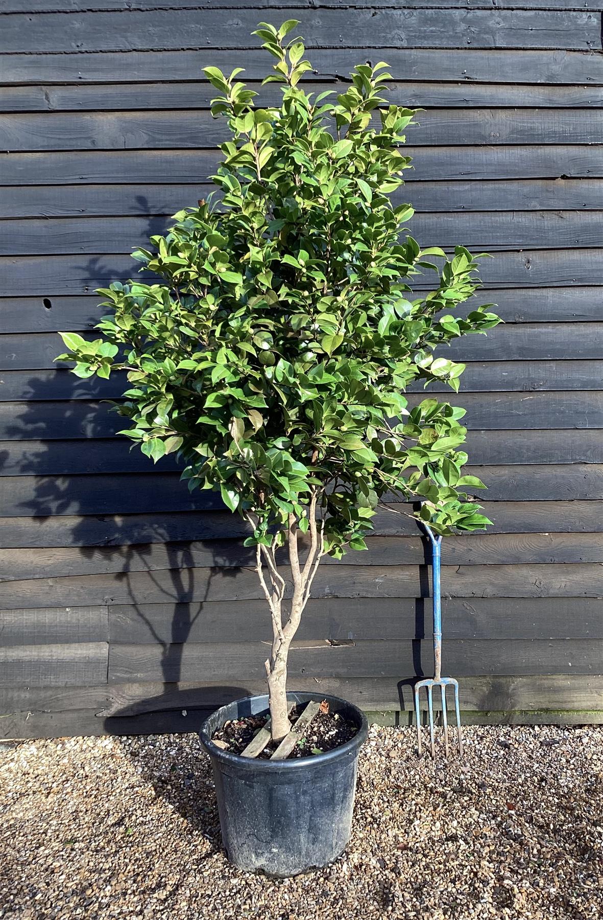 Camellia Japonica 'Fungo' | Japanese Camellia - 190cm -110lt