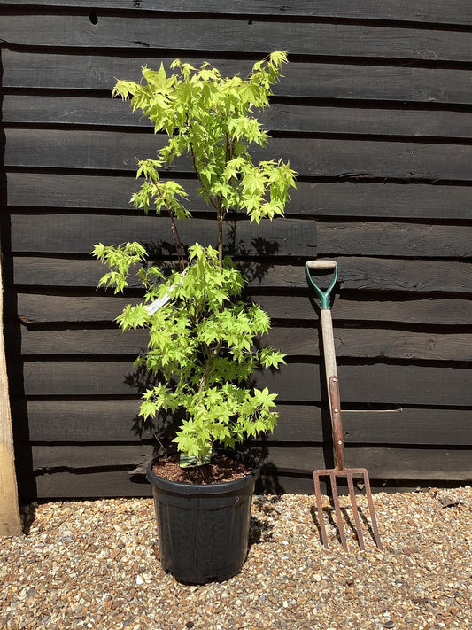 Acer palmatum 'Summer Gold' | Japanese maple 'Summer Gold' - Bushy - 100-150cm - 20lt