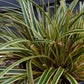 Japanese sedge | Carex Morrowii 'Evergold' - Height 30-40cm Width 30-40cm - 5lt