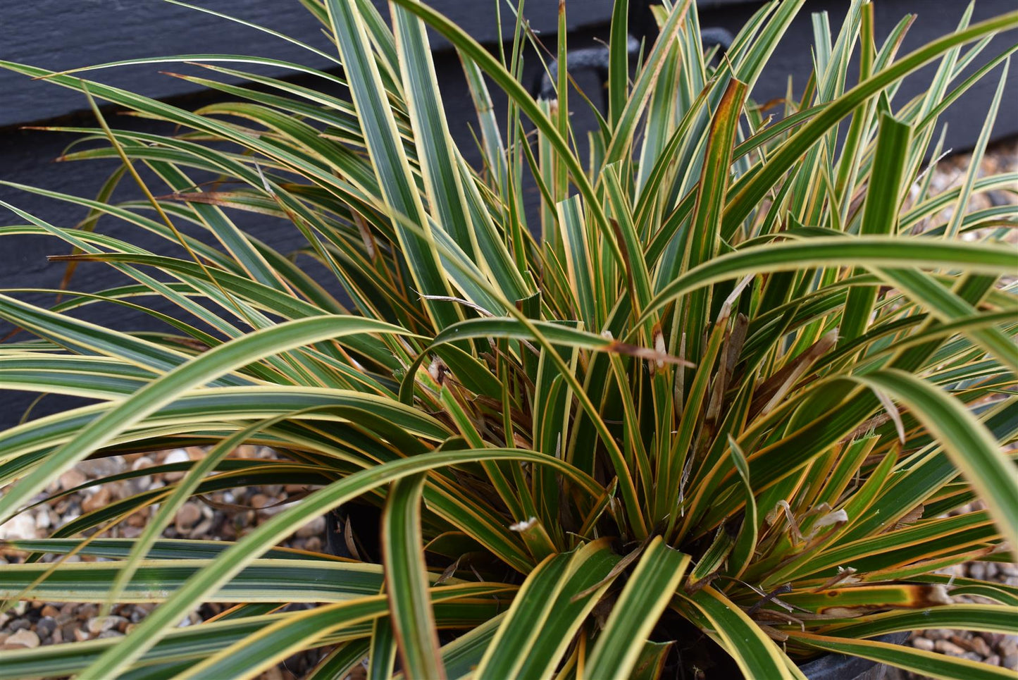 Japanese sedge | Carex Morrowii 'Evergold' - Height 30-40cm Width 30-40cm - 5lt