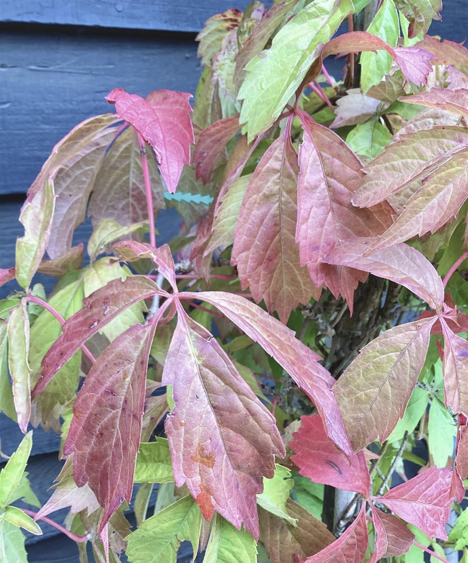 Parthenocissus quinquefolia | American Ivy | Virginia Creeper- 150cm- 3lt