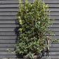 Osmanthus - Shrub| Sweet olive - Height  200-220cm, 55lt