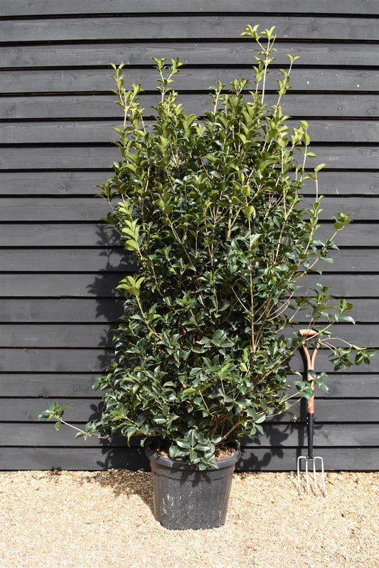 Osmanthus - Shrub| Sweet olive - Height  200-220cm, 55lt