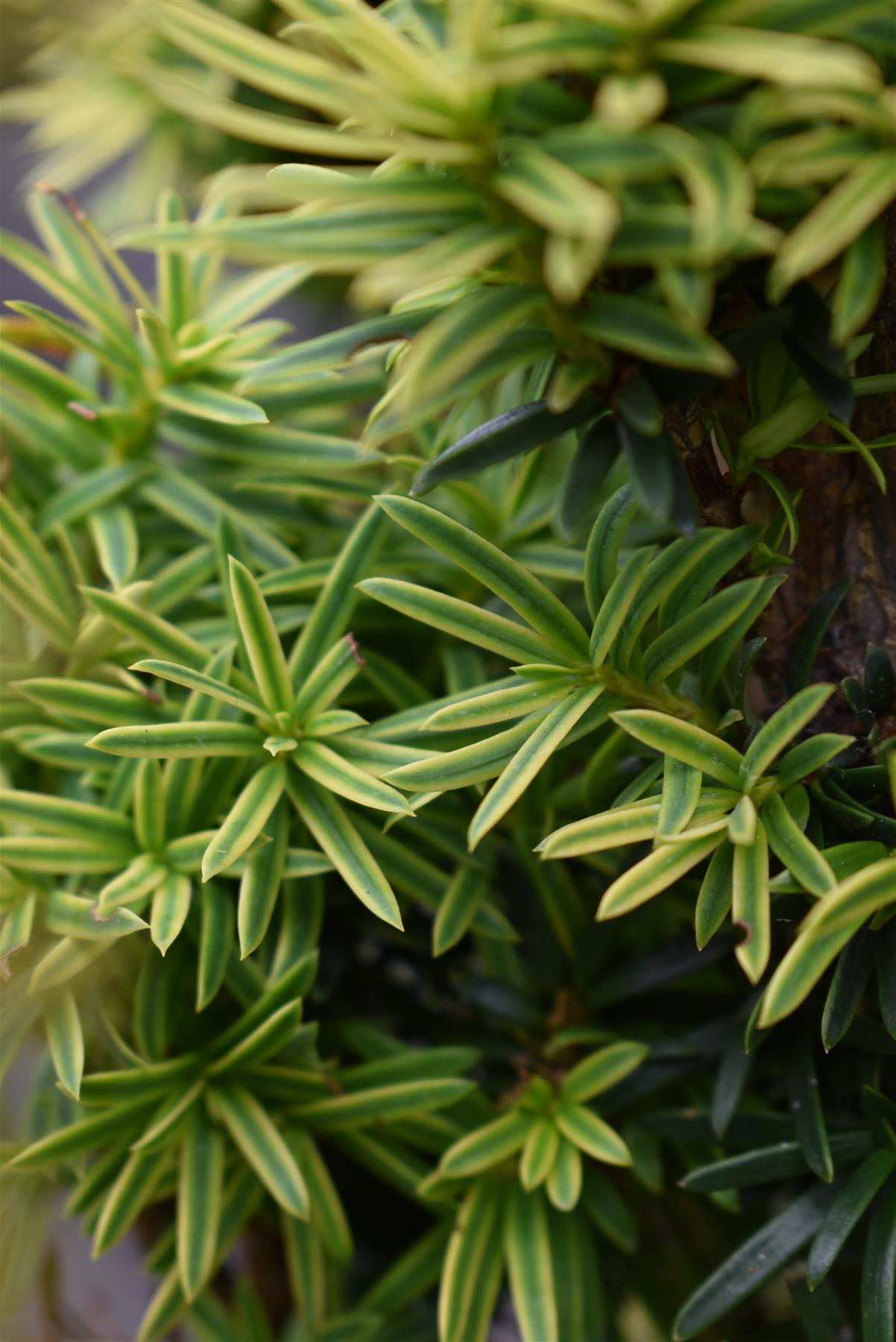 Taxus baccata Fastigiata Aurea - 80-90CM - 40lt