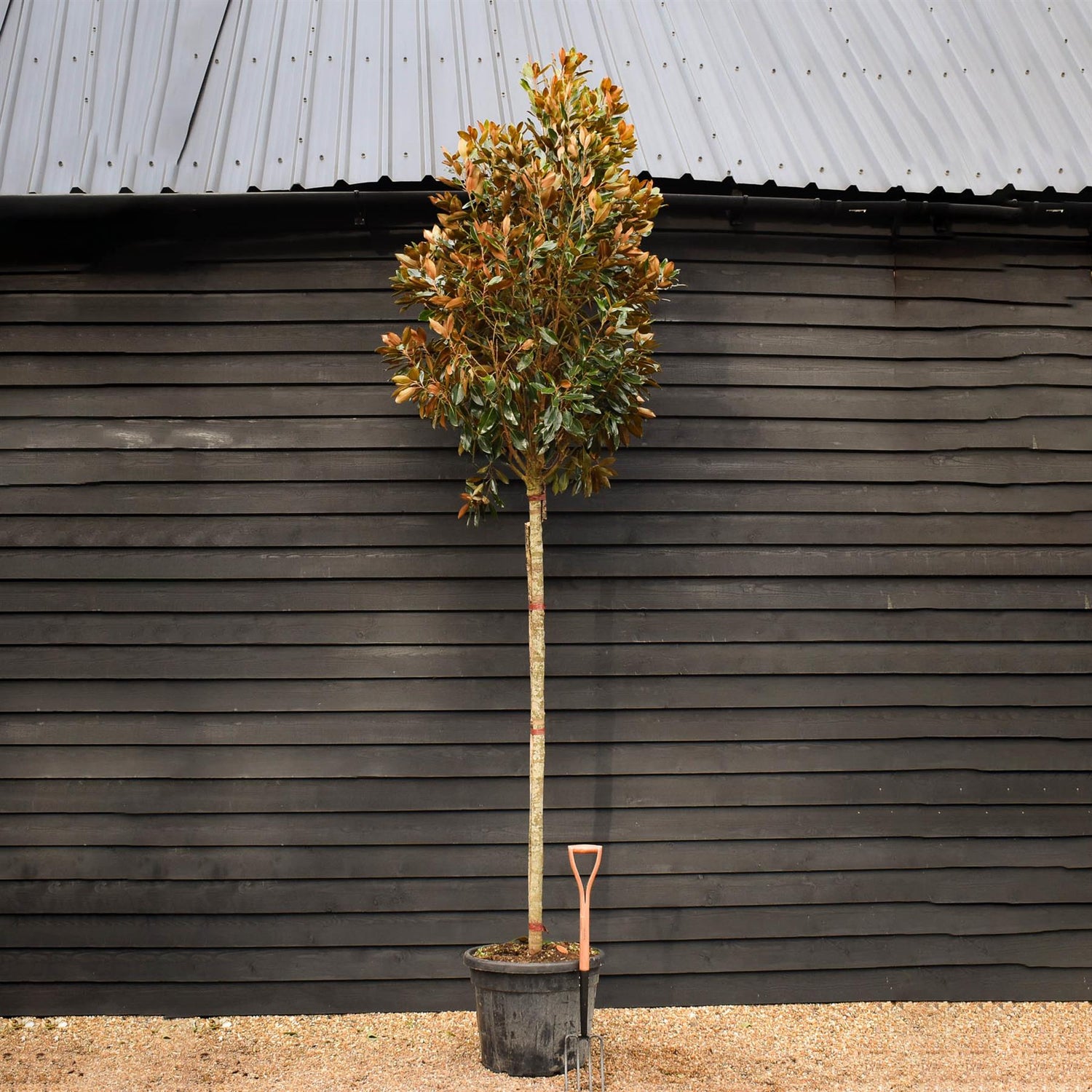 Magnolia grandiflora Little Gem | Southern Magnolia ‘Little Gem’ - Standard - Girth 12-14cm - Height 300-350cm - 110lt