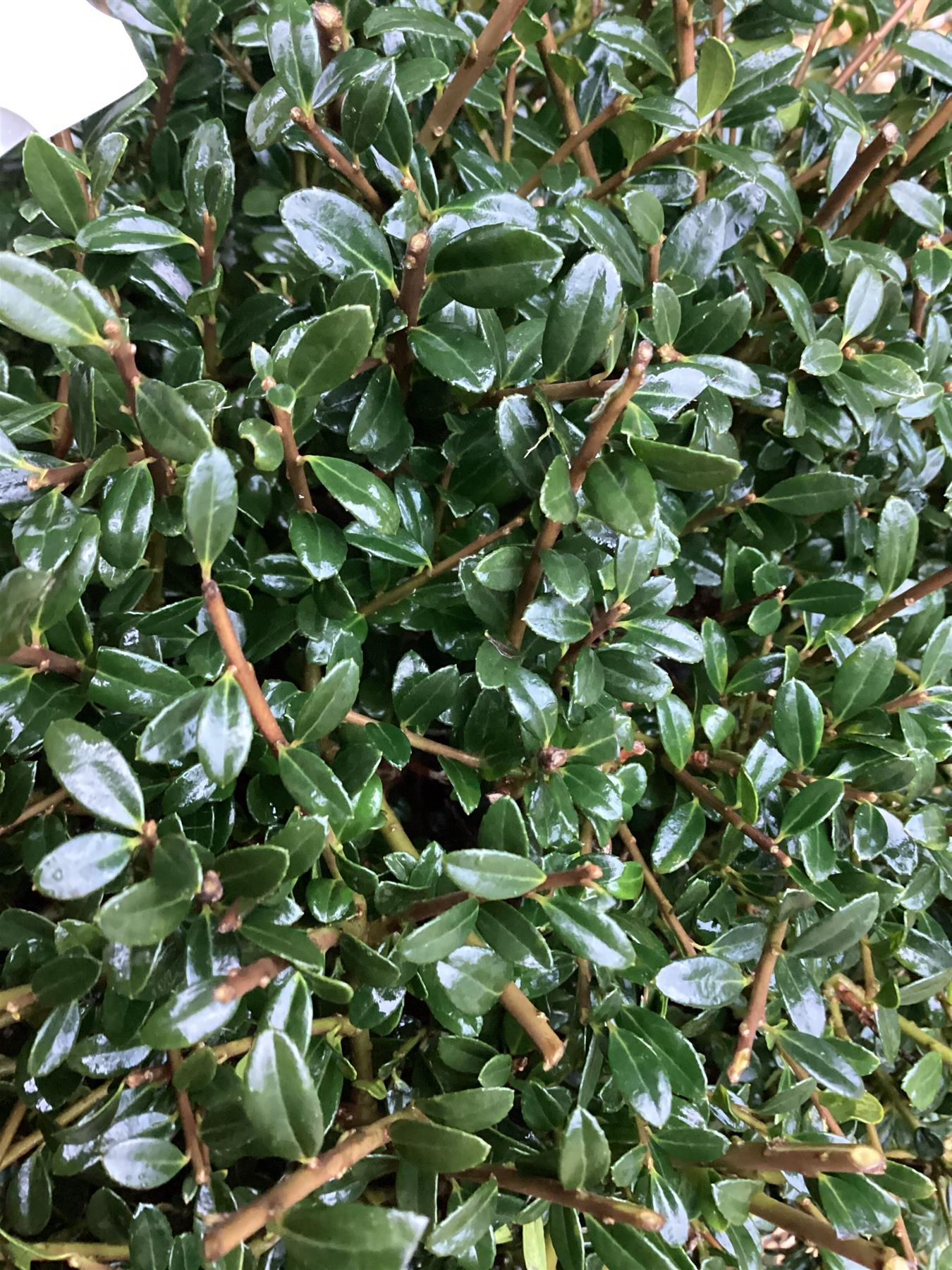 Ilex Crenata Glorie Dwarf - Ball - 65cm - 18lt