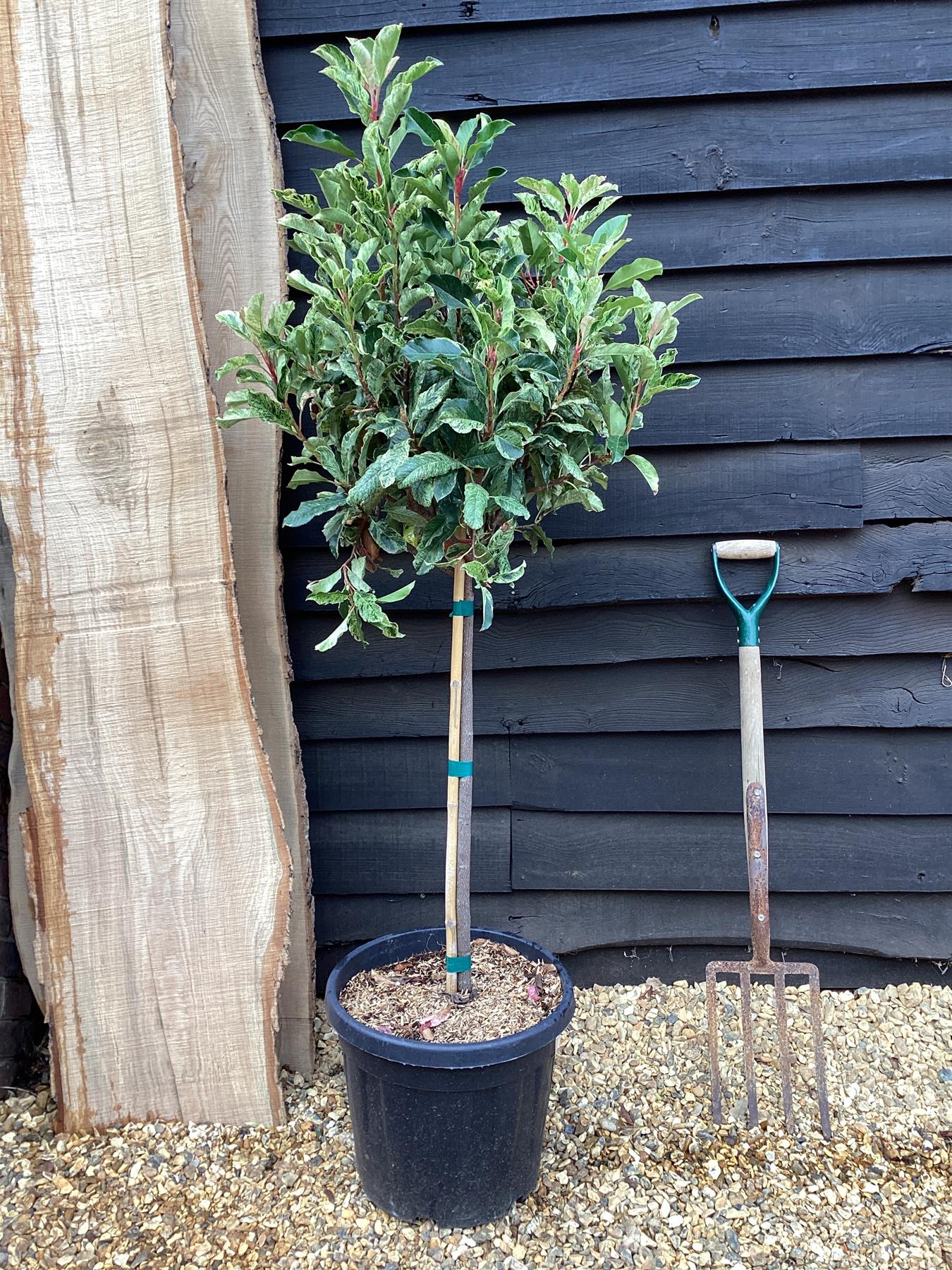 Photinia serratifolia Pink Crispy | Chinese Hawthorn ‘Pink Crispy’ - 1/2 Std - 30lt