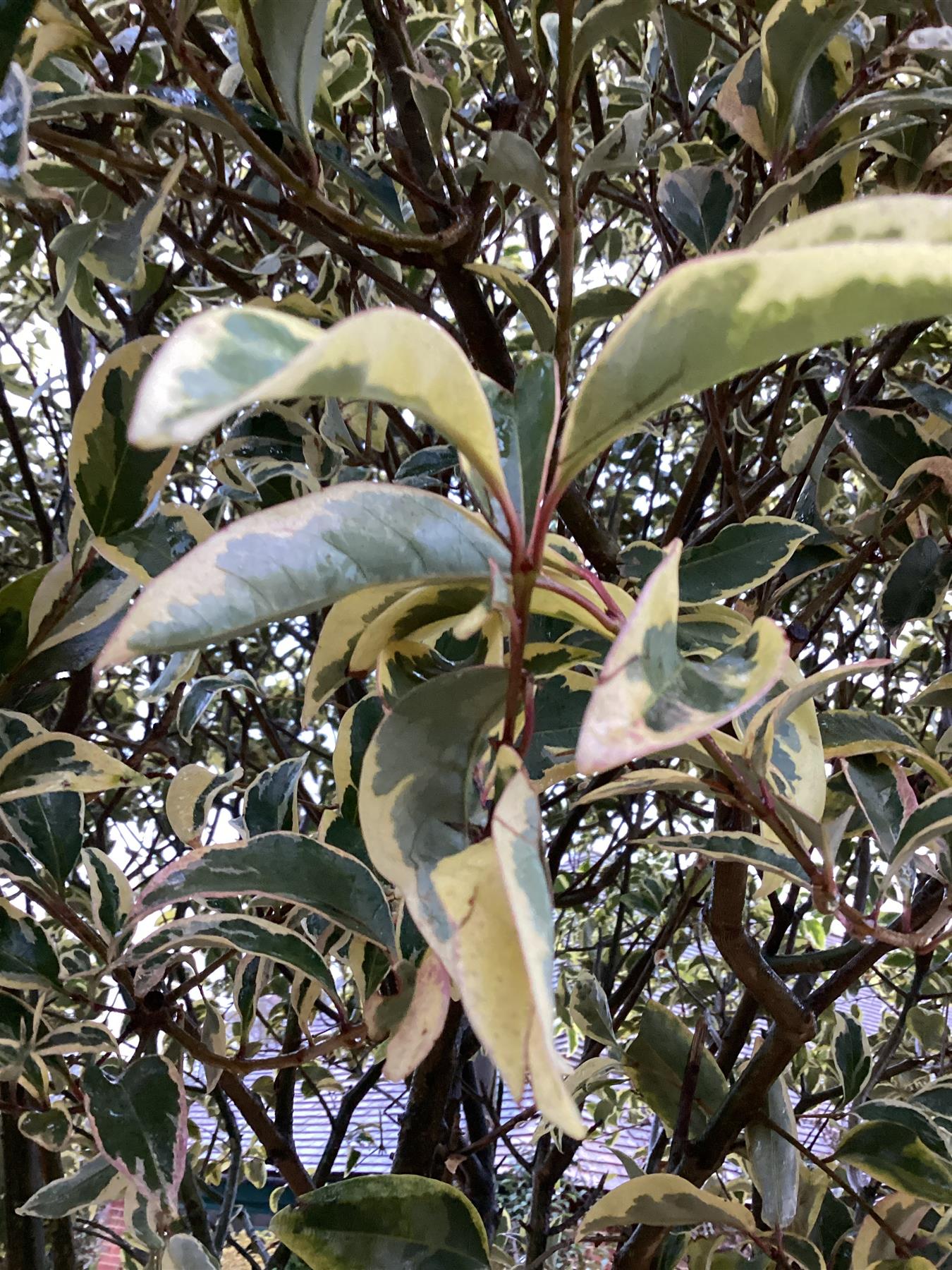 Ligustrum lucidum 'Excelsum Superbum' Parachute | Chinese privet 'Excelsum Superbum' - 270cm, 130lt