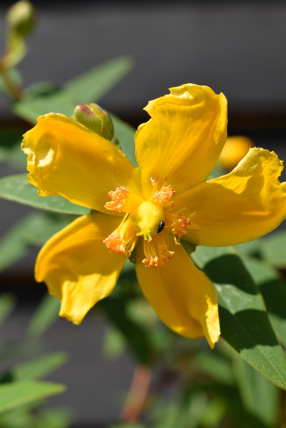 Hypericum x hidcoteense 'Hidcote' | St John's Wort 'Hidcote' - 10-30cm, 2lt