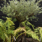 Olive Tree | Olea Europea - Mature - Unique - Cloud - 230cm - 500lt