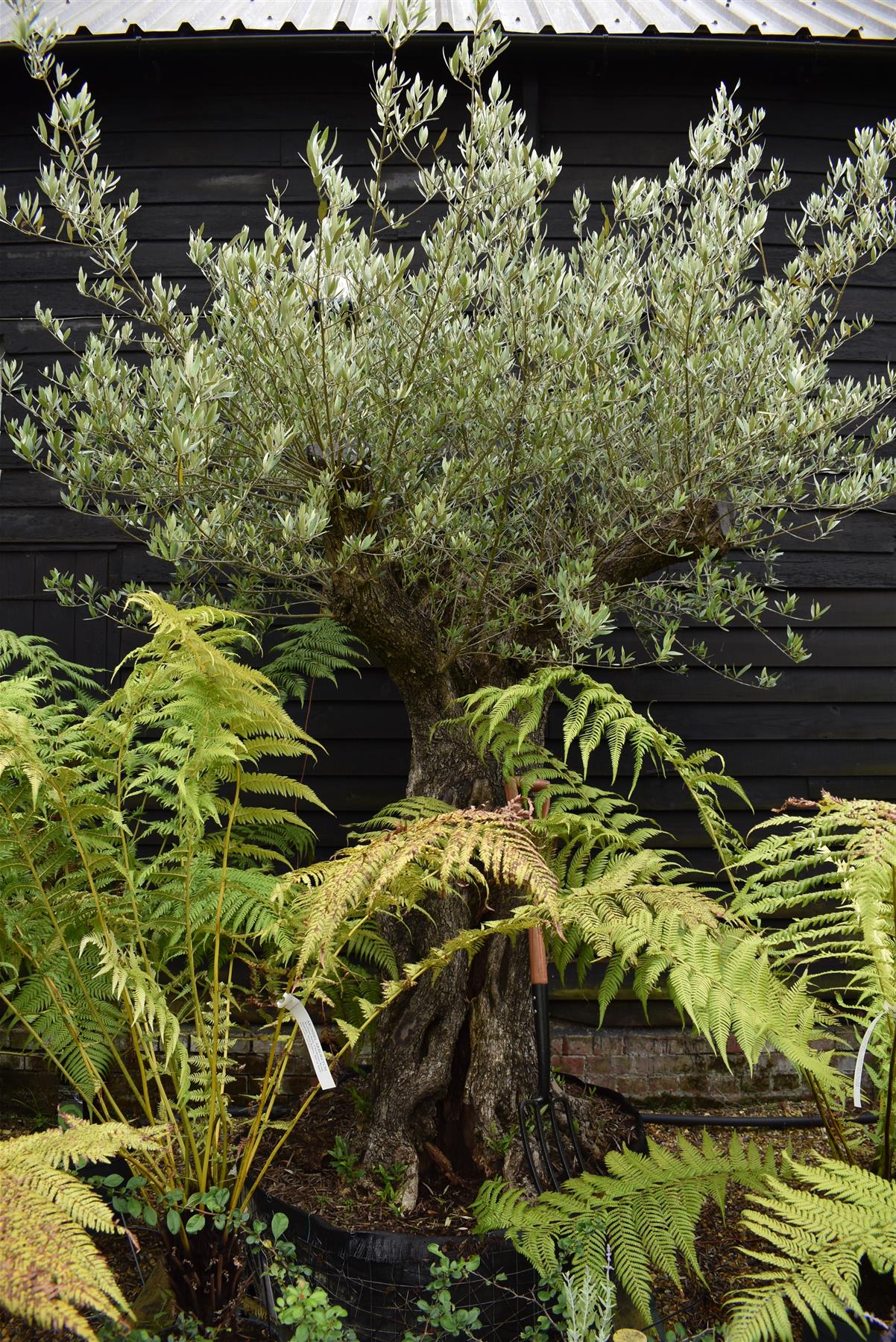 Olive Tree | Olea Europea - Mature - Unique - Cloud - 230cm - 500lt