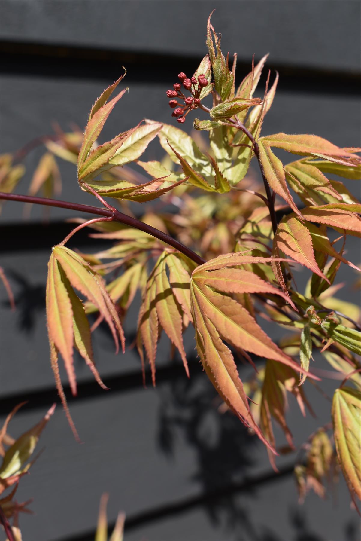 Acer palmatum 'Osakazuki' | Japanese Maple - Bushy - 120-160cm - 18lt