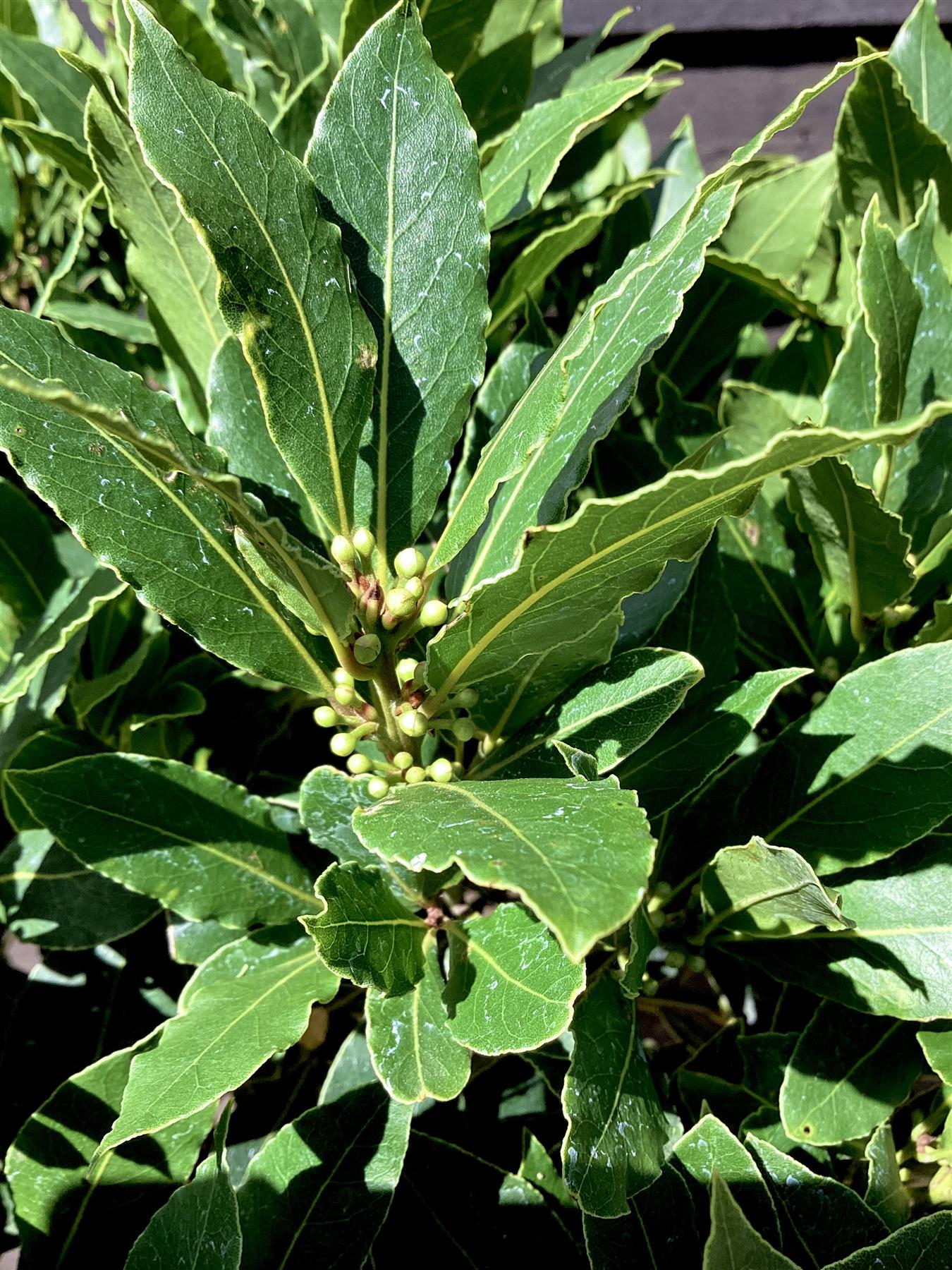 Laurus nobilis | Bay laurel Stem - Spiral - 1/2 std - 145-155cm, 10lt