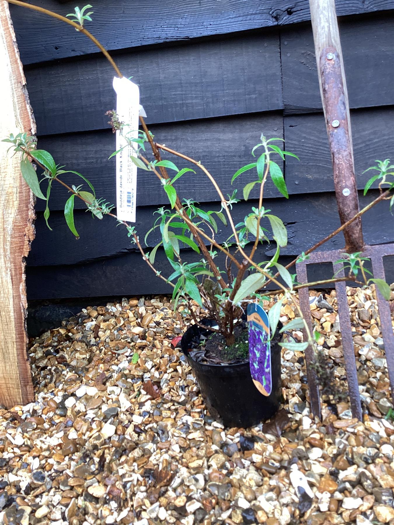 Buddleja davidii 'Black Knight' - 10-30cm, 2lt