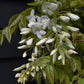 Wisteria | Chinese wisteria - White Flower - Frame/Espalier - Height 110cm Width 50cm - 18lt