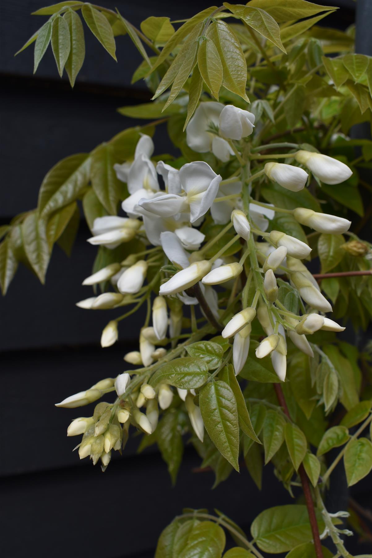 Wisteria | Chinese wisteria - White Flower - Frame/Espalier - Height 110cm Width 50cm - 18lt