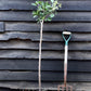 Plum tree Japanese - Santa Rosa | Prunus domestica - Height 100-120cm - 20lt