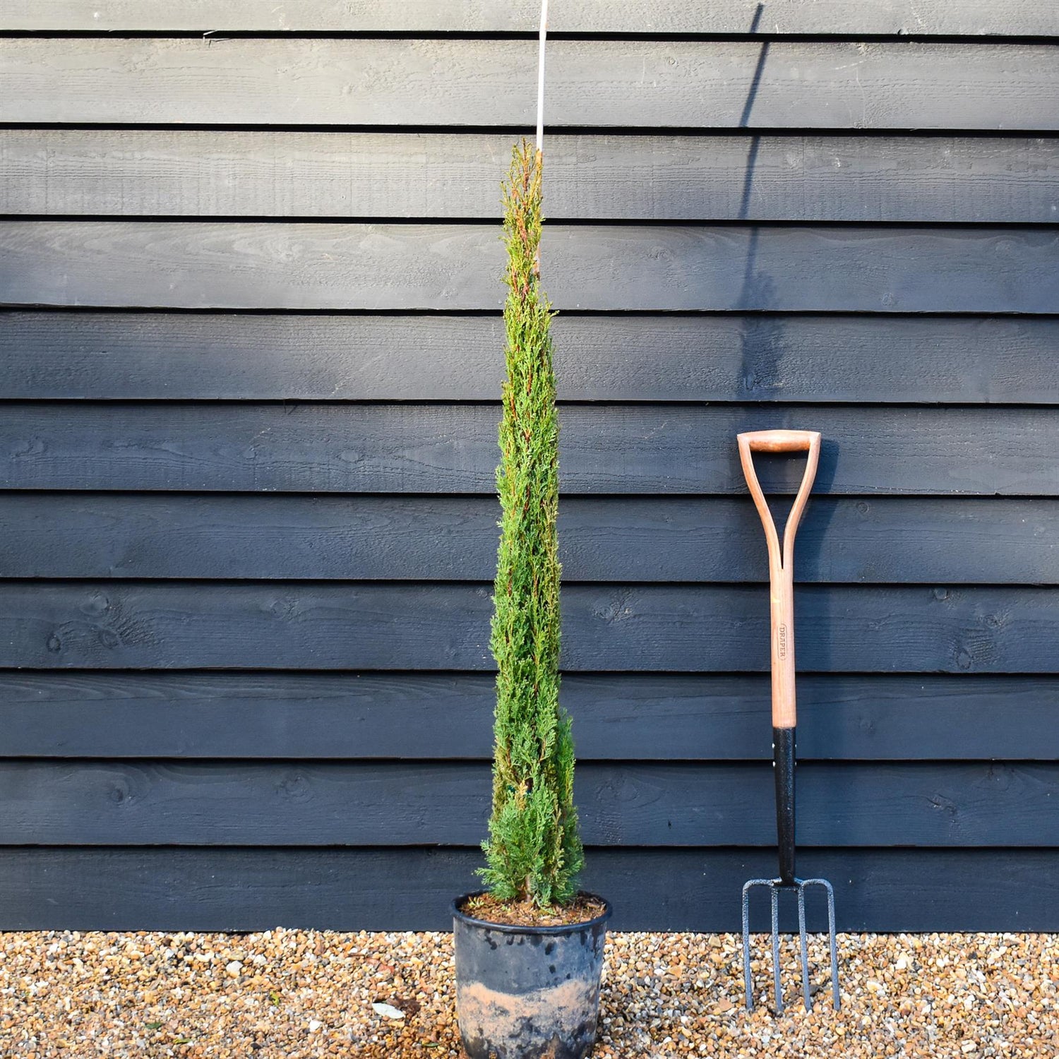 Cupressus sempervirens 'Totem' | Italian Cypress - Height 100-120cm - 10lt