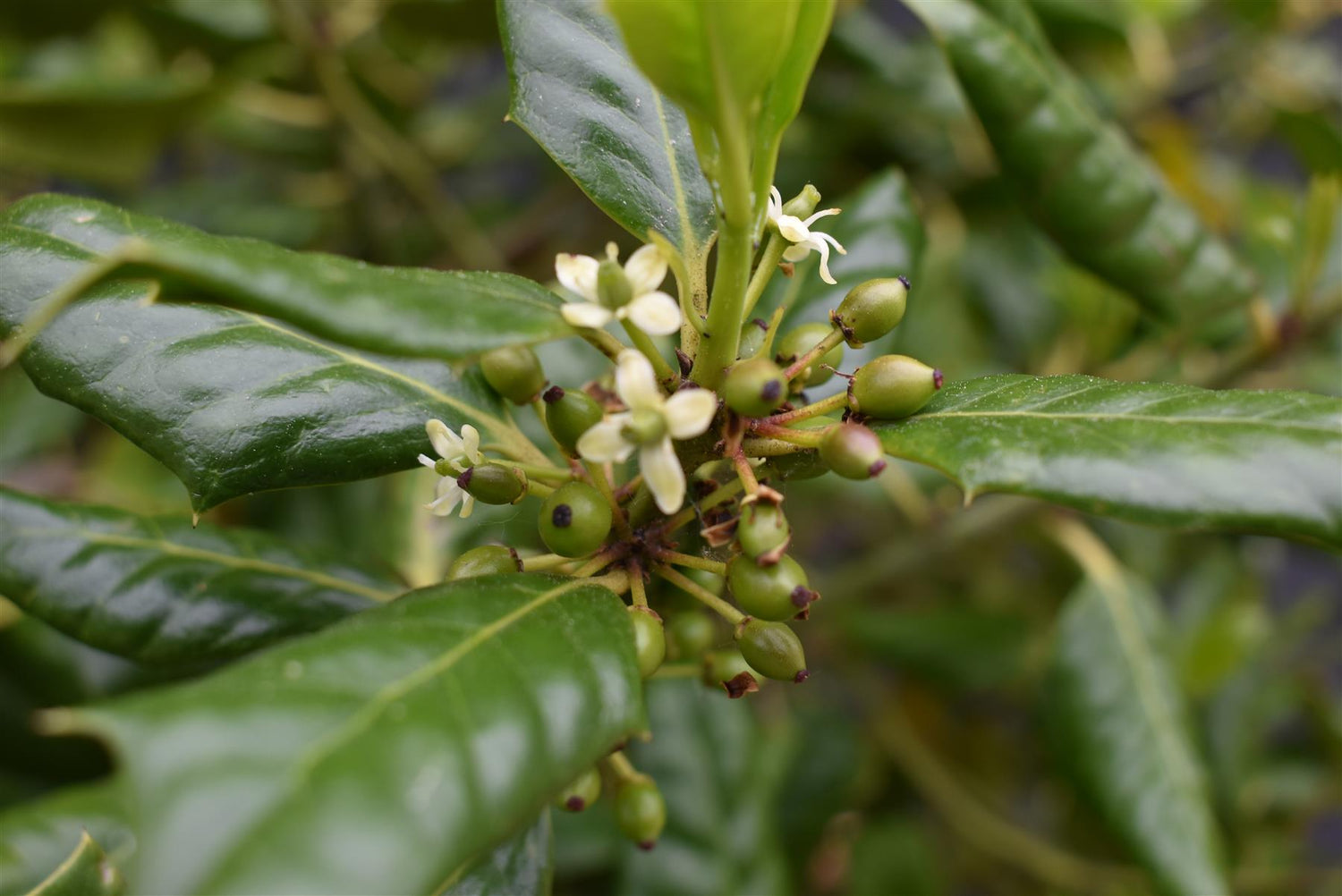 Ilex 'Nellie R. Stevens' | Holly - Clear Stem 80-90cm - Height 140-150cm - 35lt