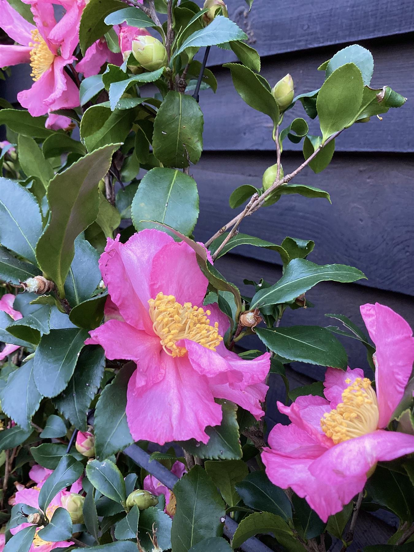 Camellia sasanqua - Pink - Frame/Espalie - Height 120cm Width 90cm - 45lt