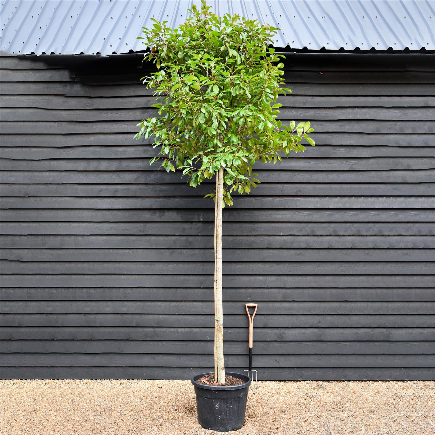 Photinia Red Robin -  Standard screening tree - Clear Stem - Girth 14-16cm - Height 360cm - 70lt