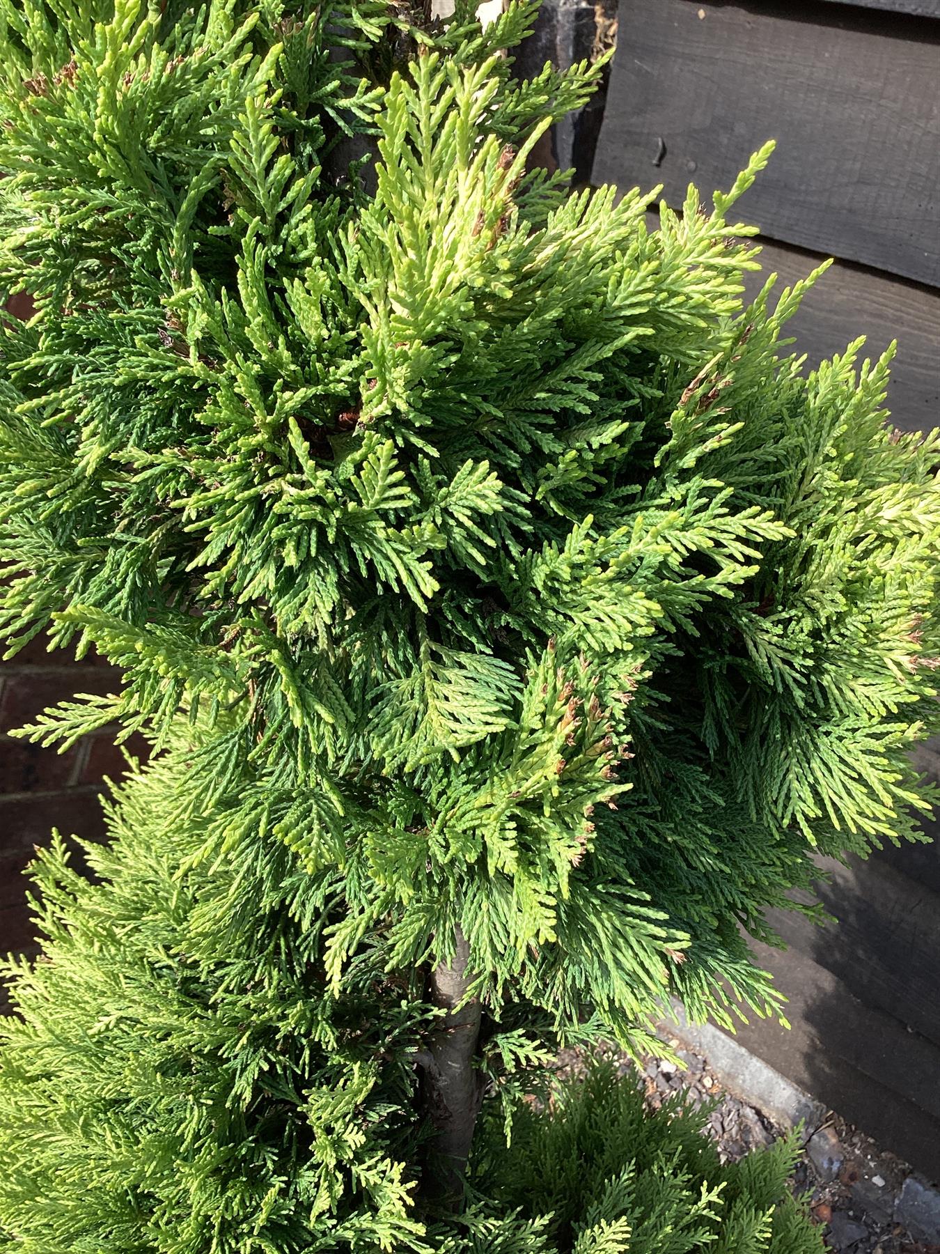 Cuprocyparis leylandii 'Gold Rider' - Spiral - 110-120cm, 25lt