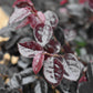 Loropetalum chinense 'Ever Red' | Chinese Fringe Flower - Bush - Height 40-50cm - 9lt