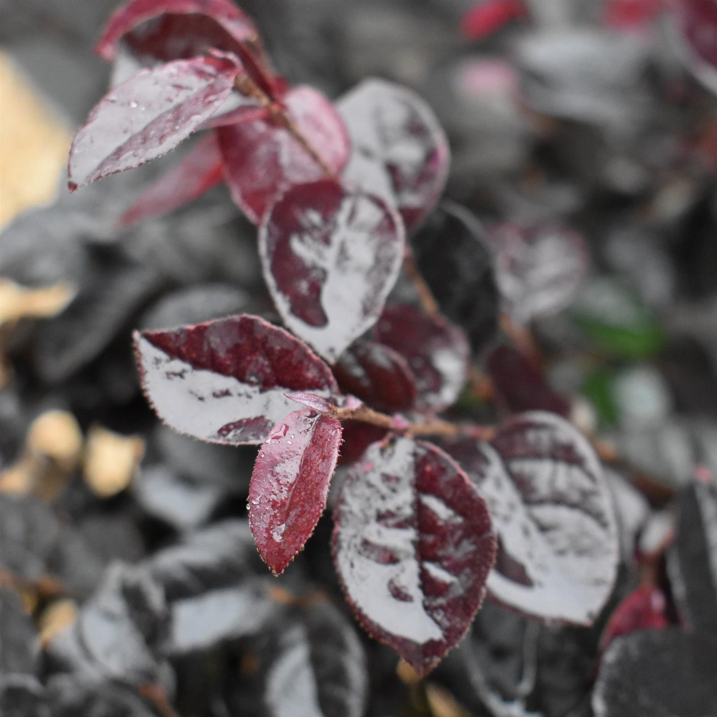 Loropetalum chinense 'Ever Red' | Chinese Fringe Flower - Bush - Height 40-50cm - 9lt