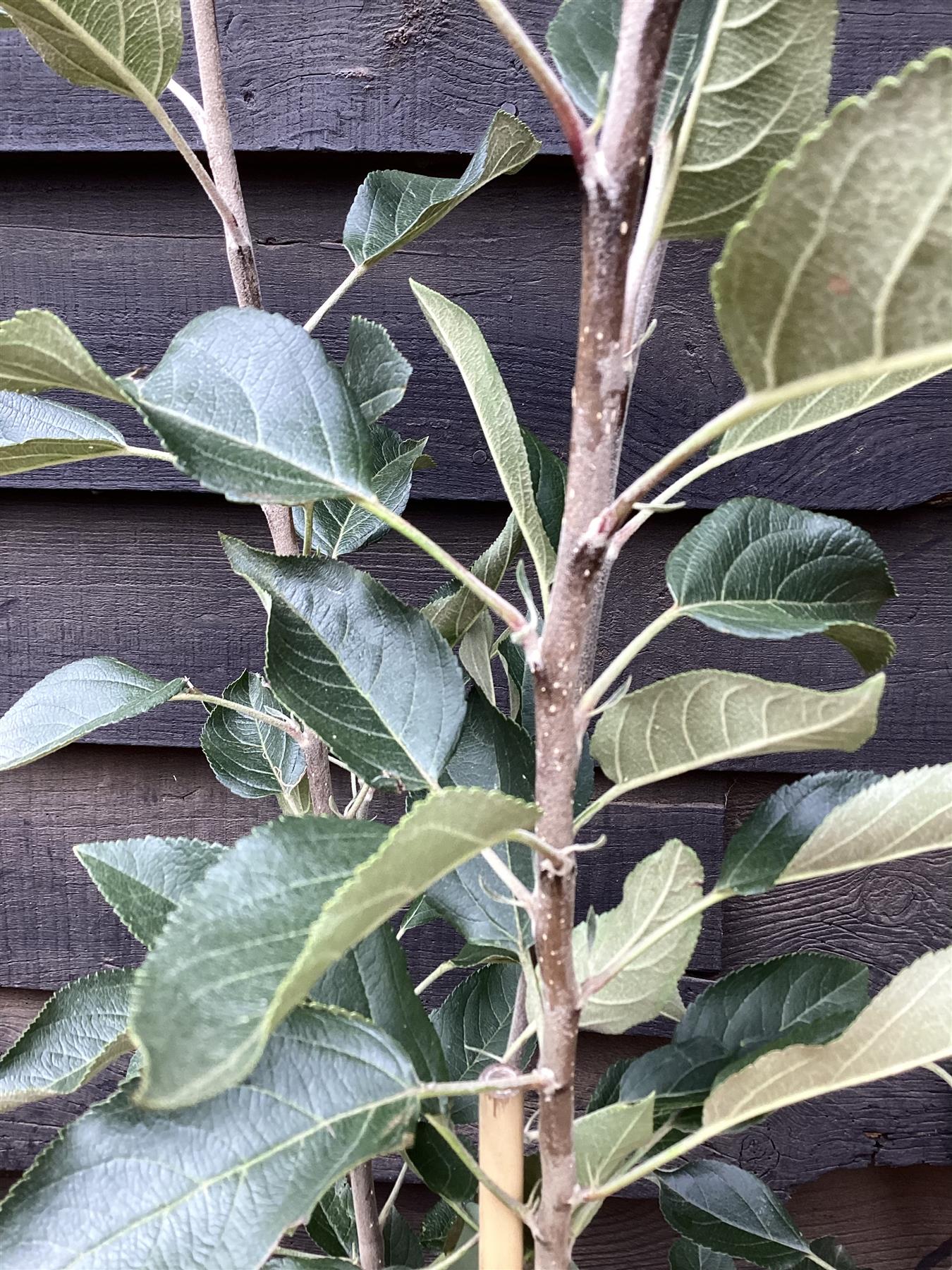 Apple tree 'Laxton's Superb' | Malus domestica - M27 - Ultra-Dwarfing - 130-140cm - 10lt