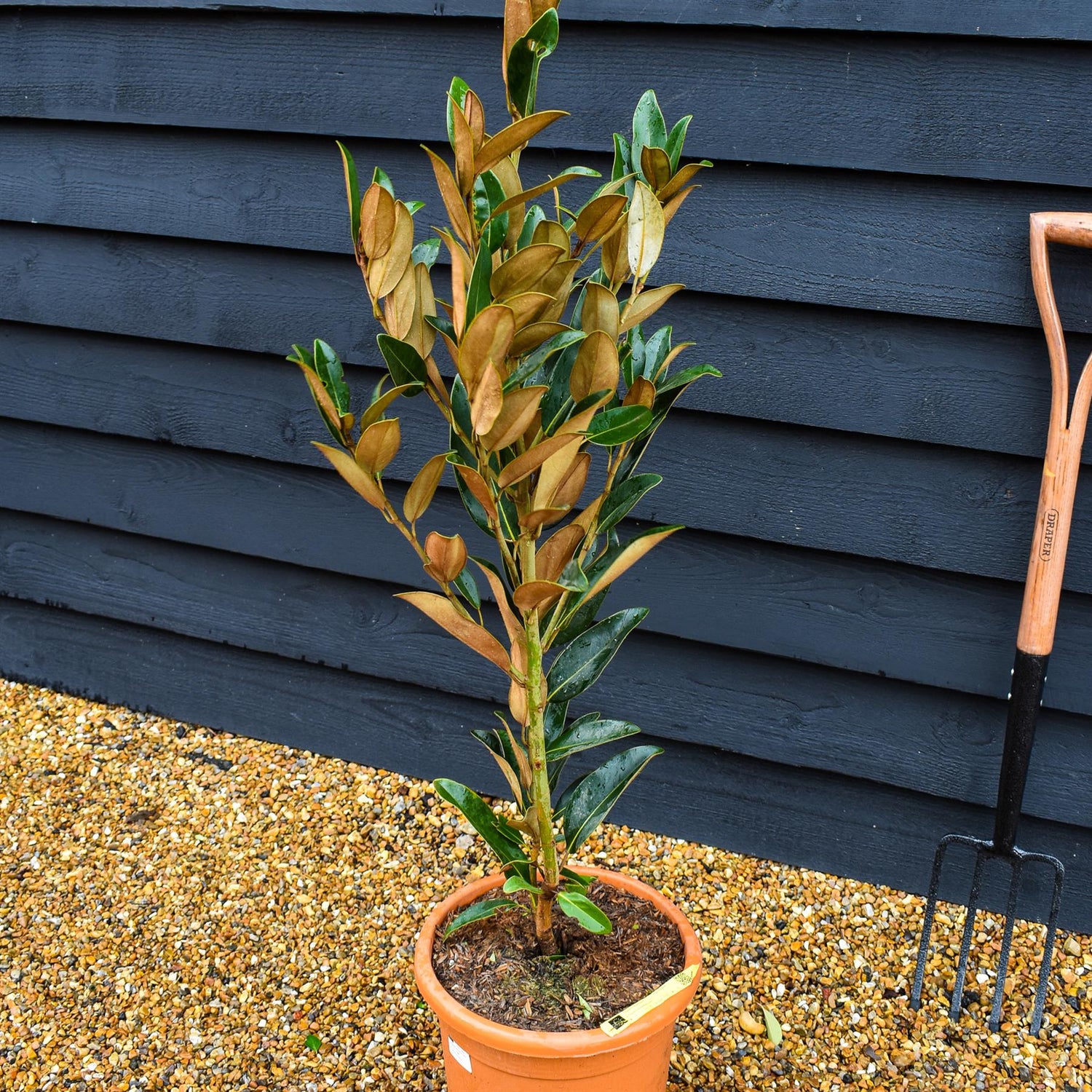 Magnolia Grandiflora 'Alta' | Southern Magnolia - Shrub - Height 90-110cm - 10lt