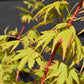 Red Bark Japanese Maple | Acer palmatum 'Sango-kaku' | Red Bark Maple Bushy - Height 200-250cm - 35lt