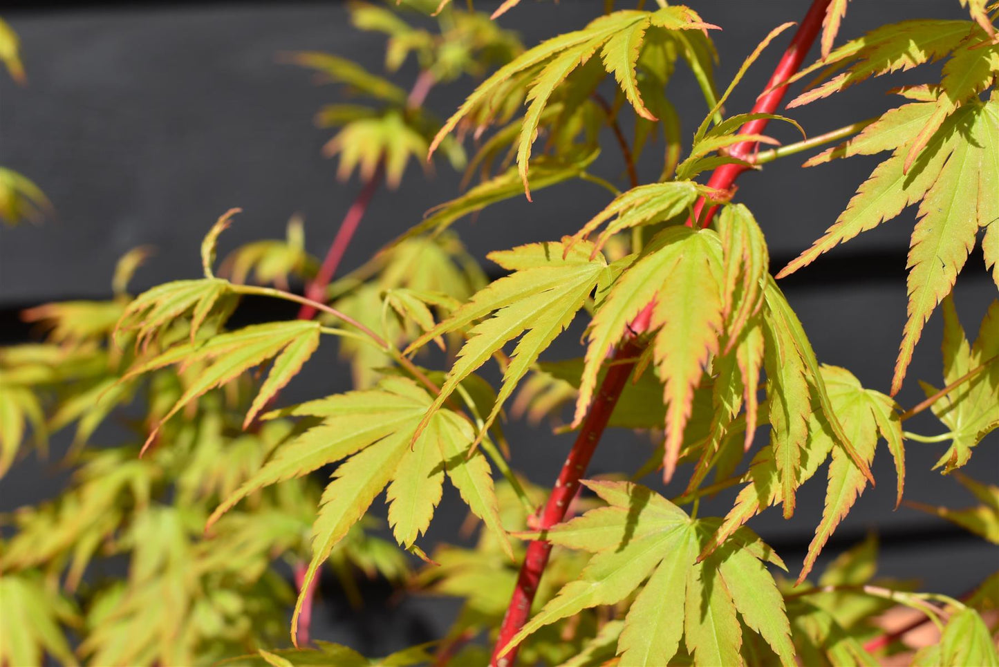 Red Bark Japanese Maple | Acer palmatum 'Sango-kaku' | Red Bark Maple Bushy - Height 200-250cm - 35lt