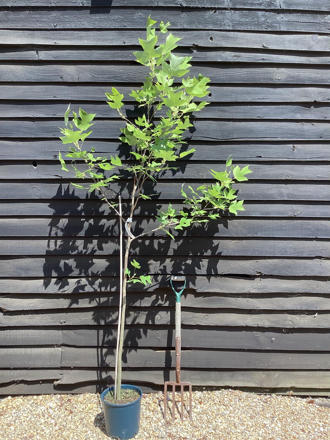 Liriodendron tulipifera | Tulip Tree - 140-180cm, 10lt