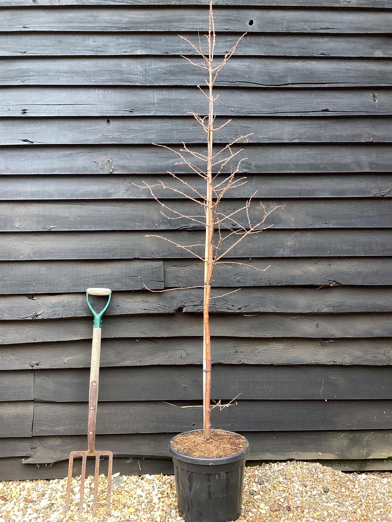 Metasequoia glyptostroboides Amber Glow | Dawn redwood - Girth 4-5cm - Height 140cm - 20lt