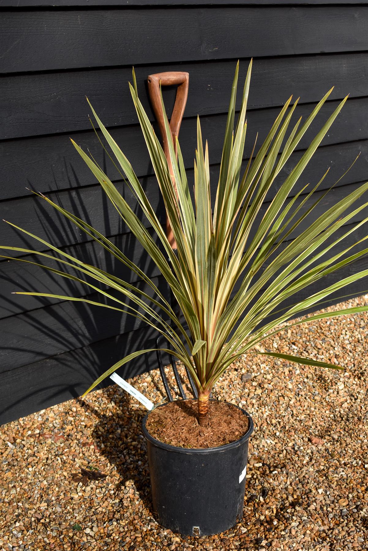 Cordyline - Torbay Dazzler - Stem 10cm - Height 70-80cm - 10lt