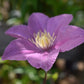 Clematis Boulevard  'Pompeii' - 40-50cm - 3lt