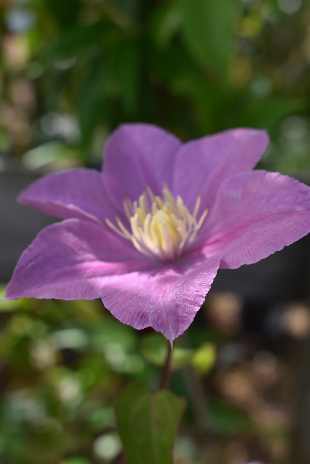 Clematis Boulevard  'Pompeii' - 40-50cm - 3lt