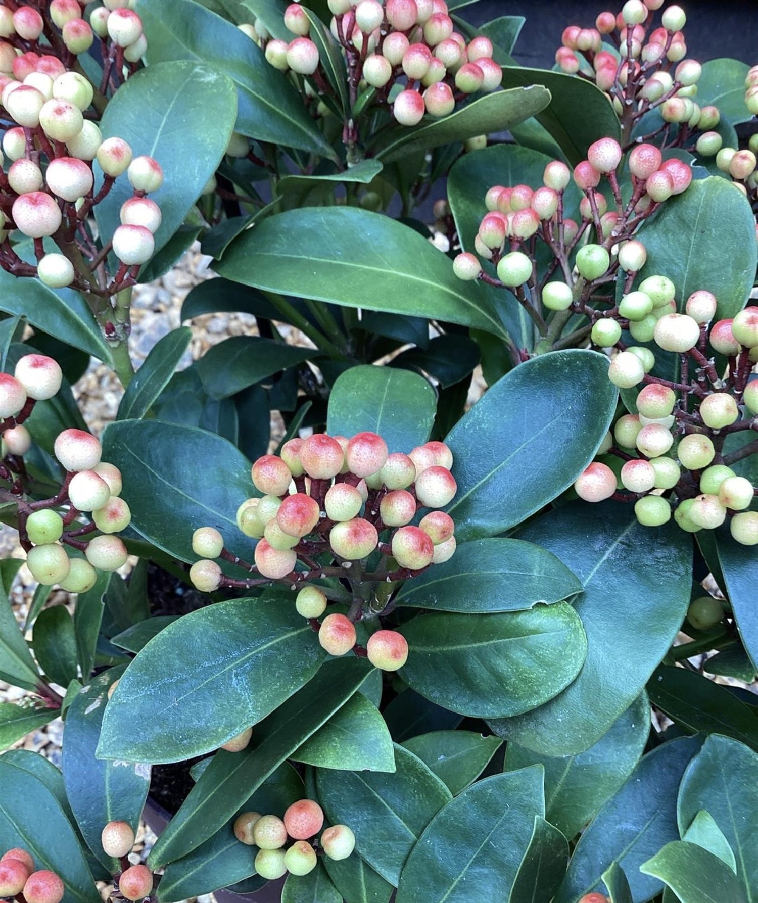 Skimmia japonica | Japanese skimmia - 40-60cm, 20lt