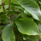 Magnolia Susan - Bush - 220-260cm - 90lt