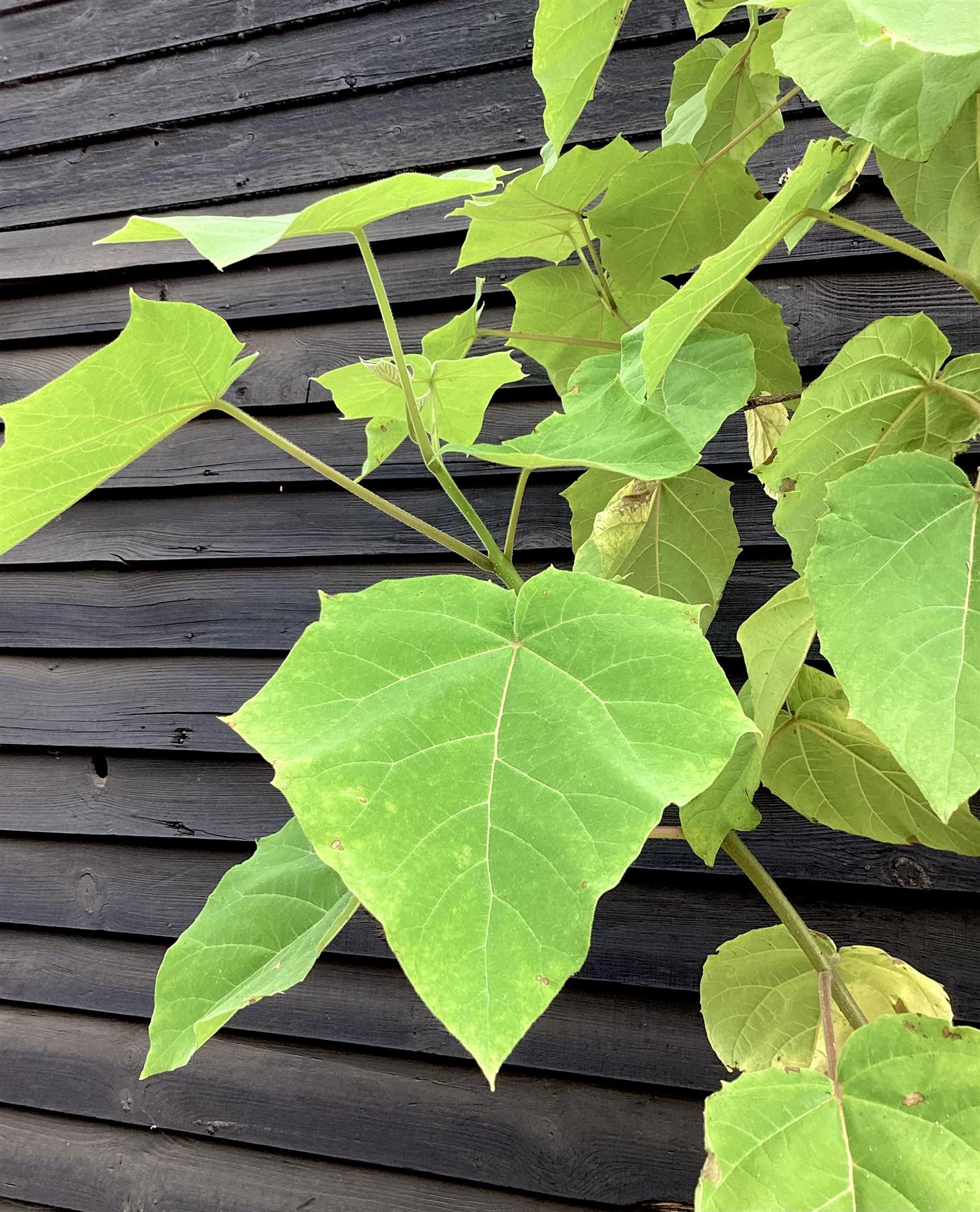 Paulownia tomentosa - Girth 12-14cm