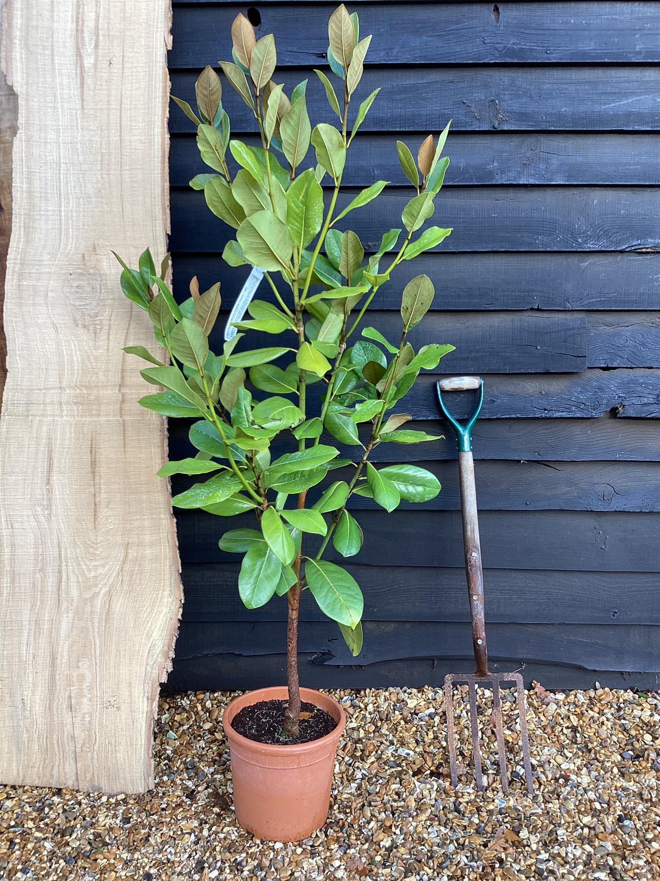 Magnolia Grandiflora Francois Treyve | Bull Bay Magnolia - 100-150cm, 20lt