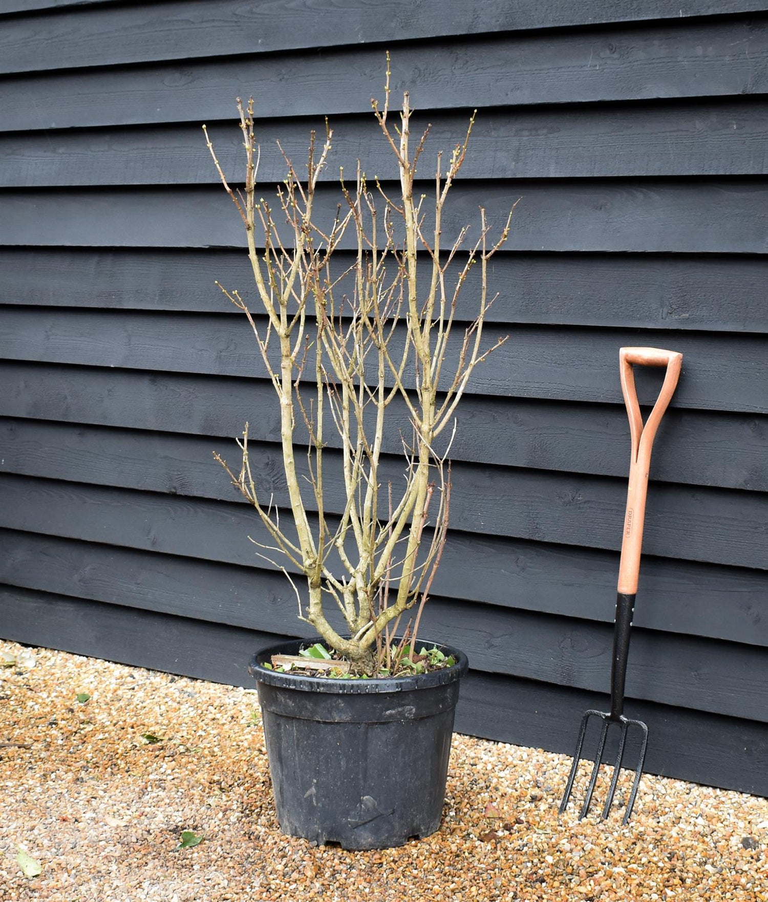 Syringa Vulgaris | Lilac - Shrub - White - Height 120-130cm - 35lt