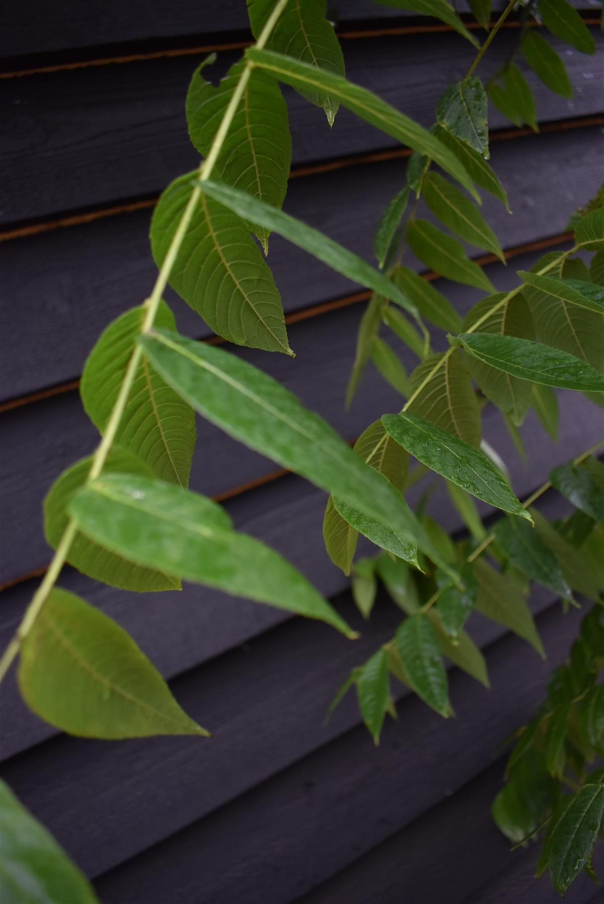 Juglans Nigra - Black Walnut Tree - Clear Stem - Standard - Girth 10-12cm - 300-320cm - 70lt